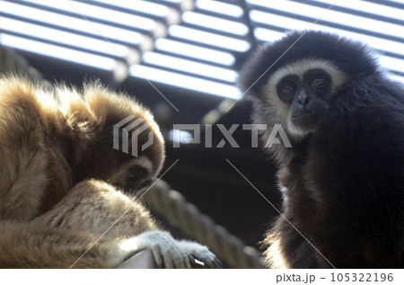 シロテテナガザル 105322196