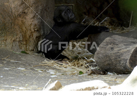 ゴリラの子供 105322228