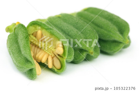 Green sesame pods 105322376