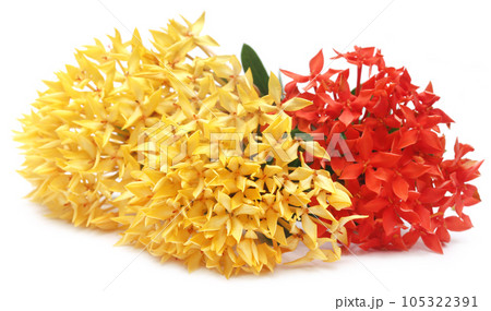 Yellow and red ixora Yellow and red ixora 105322391