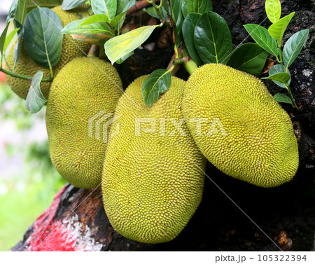 Giant Jackfruits in tree Giant Jackfruits in tree 105322394