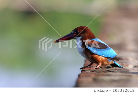 White-throated Kingfisher 105322618