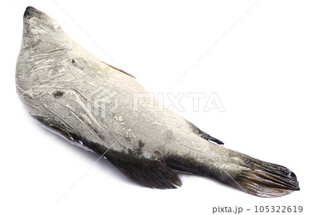 Frozen Barramundi or Koral fish 105322619