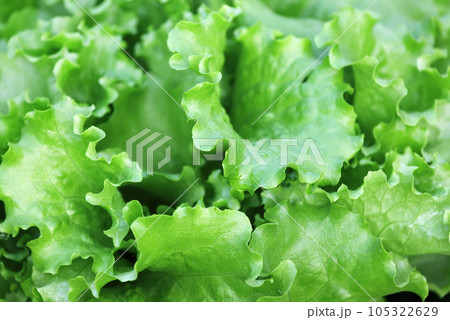 Green Lettuce 105322629