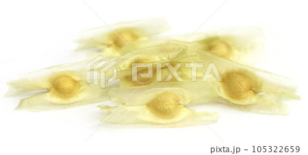 Seeds of moringa oleifera Seeds of moringa oleifera 105322659