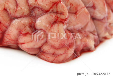 Brain of a cow Brain of a cow 105322817