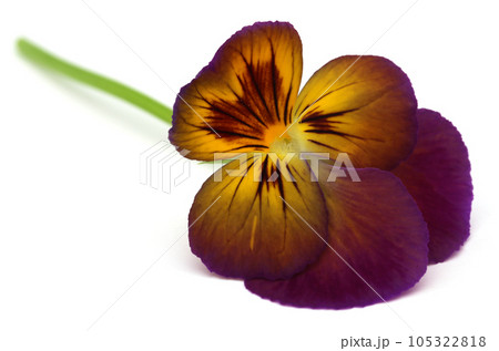 Viola flower Viola flower 105322818