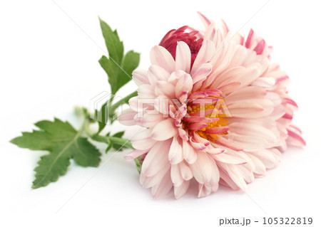 Chrysanthemum 105322819