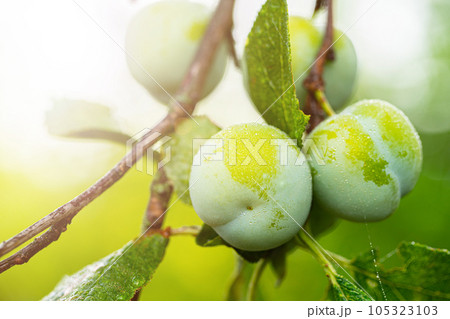 plum fruit on a branch 105323103
