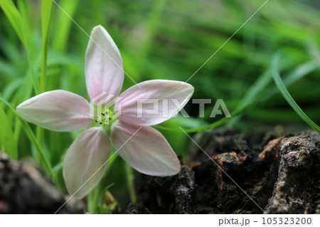 Rangoon creeper in nature 105323200