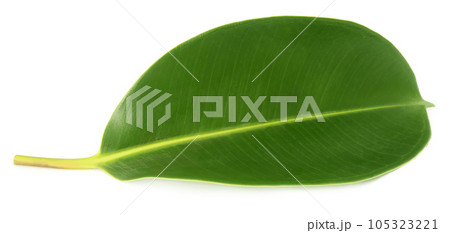 Green leaf of Rubber plant Green leaf of Rubber plant 105323221