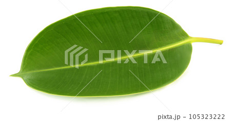 Green leaf of Rubber plant 105323222