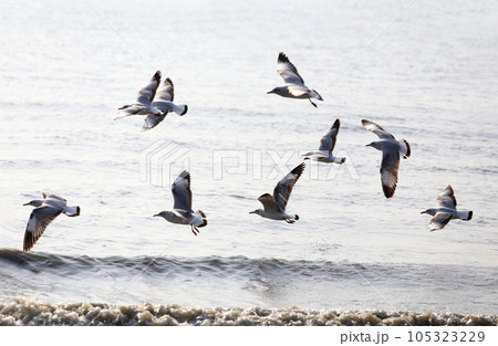 Seagull in flight Seagull in flight 105323229