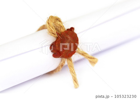 Wax seal on a rolled paper 105323230