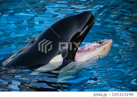 名古屋港水族館のシャチ 105323296