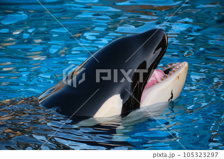 名古屋港水族館のシャチ 105323297