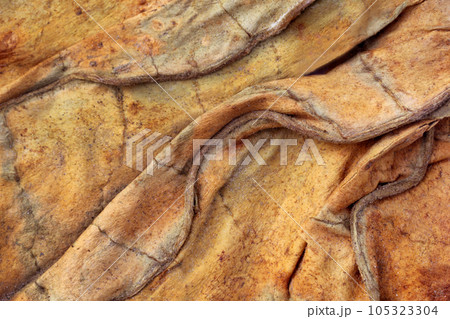 Dried tobacco leaves background 105323304