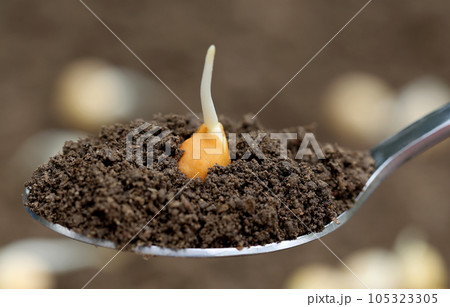Chickpea seedling 105323305