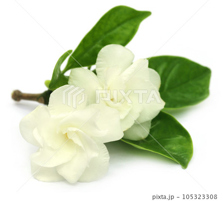 Crape Jasmine or Tagar Flower of Indian subcontinent 105323308