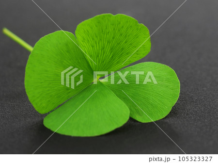 Clover leaf on gray surface 105323327