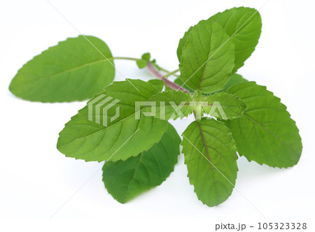 Medicinal red tulsi leaves Medicinal red tulsi leaves 105323328