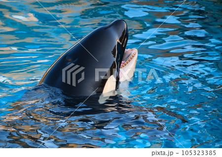 名古屋港水族館のシャチ 名古屋港水族館のシャチ 105323385