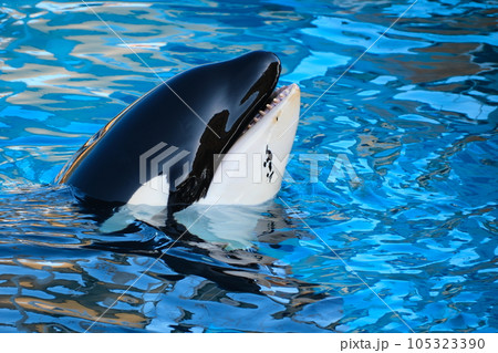 名古屋港水族館のシャチ 105323390