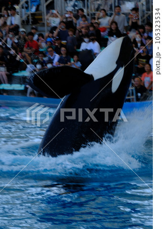 名古屋港水族館のシャチ 名古屋港水族館のシャチ 105323534