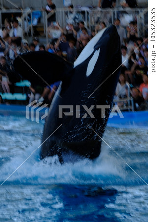 名古屋港水族館のシャチ 名古屋港水族館のシャチ 105323535