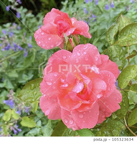 雨上がりの満開のバラの花 105323634