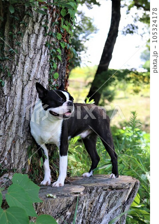 鳩山町愛郷の里の森を散歩しながら切り株に乗って里山を眺めるボストンテリアのマイティ君♡ 105324178