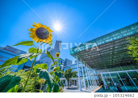 日本の川崎都市景観 夏。猛烈な暑さ、照りつける太陽光とひまわり。奥は川崎駅…=7月26日 日本の川崎都市景観 夏。猛烈な暑さ、照りつける太陽光とひまわり。奥は川崎駅…=7月26日 105324662