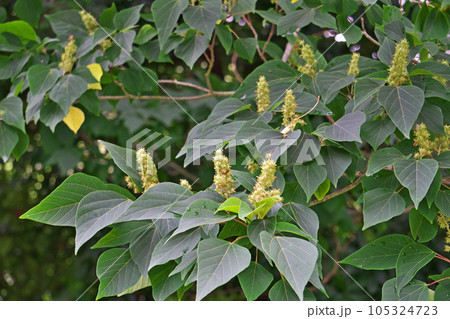 緑色のアカメガシワの蕾と花（夏、七月） 105324723