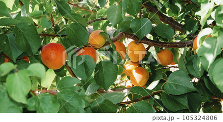 ripe apricots on an apricot tree, banner format 105324806