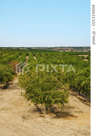 orchard of almond trees in Seros, Catalonia, Spain orchard of almond trees in Seros, Catalonia, Spain 105324808