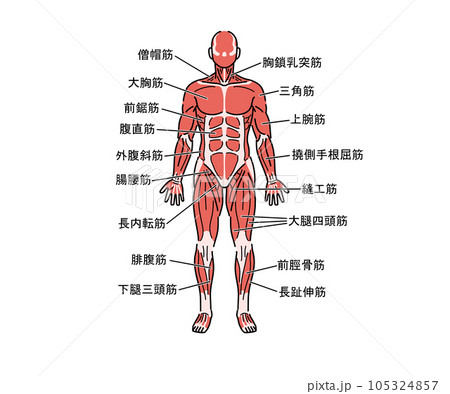 筋肉の解剖 105324857