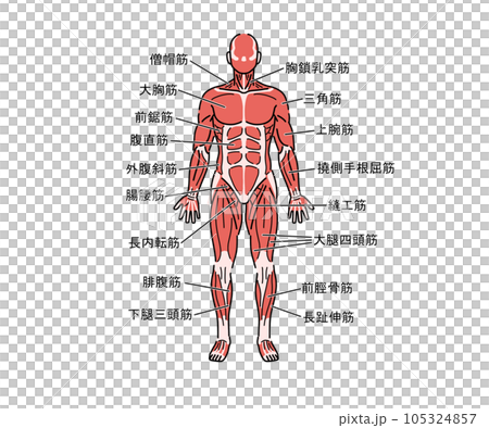 肌肉解剖學 105324857