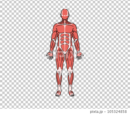 肌肉解剖學(無字母) 肌肉解剖學(無字母) 105324858