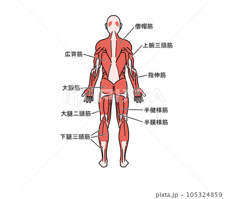 筋肉の解剖（背面）のイラスト素材 [105324859] - PIXTA