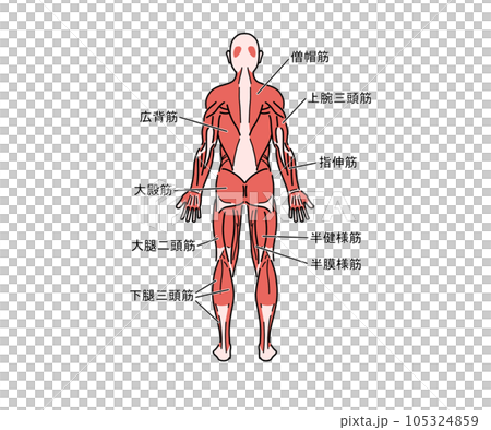 筋肉の解剖（背面） 105324859