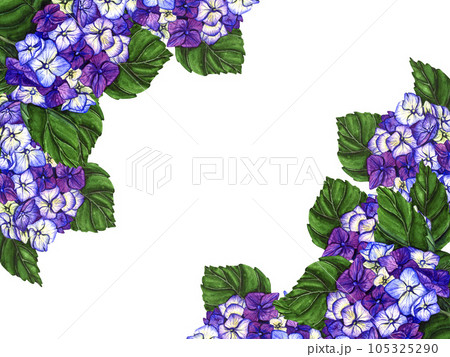 Hand drawn watercolor frame flowers violet hydrangea on white background. Spring floral botanical illustration isolated for greeting cards, wedding invitation, birthday and mothers day cards Hand drawn watercolor frame flowers violet hydrangea on white background. Spring floral botanical illustration isolated for greeting cards, wedding invitation, birthday and mothers day cards 105325290