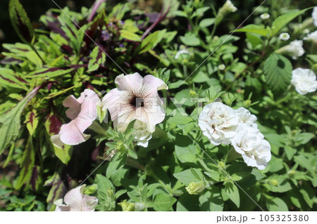 夏の花ペチュニアの寄せ植え 夏の花ペチュニアの寄せ植え 105325380