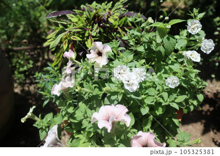 夏の花ペチュニアの寄せ植え 夏の花ペチュニアの寄せ植え 105325381