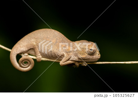 Oustalet's chameleon baby, Furcifer oustaleti, Reserve Peyrieras Madagascar Exotic, Madagascar wildlife Oustalet's chameleon baby, Furcifer oustaleti, Reserve Peyrieras Madagascar Exotic, Madagascar wildlife 105325627