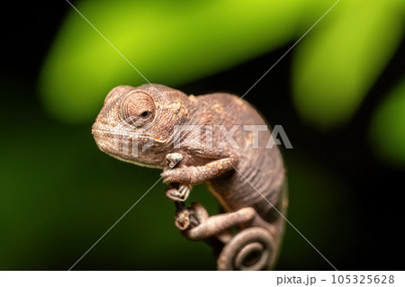 Oustalet's chameleon baby, Furcifer oustaleti, Reserve Peyrieras Madagascar Exotic, Madagascar wildlife Oustalet's chameleon baby, Furcifer oustaleti, Reserve Peyrieras Madagascar Exotic, Madagascar wildlife 105325628