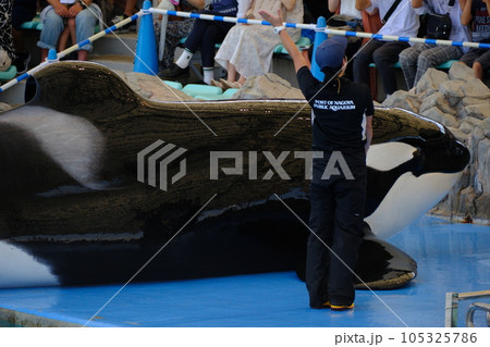 名古屋港水族館のシャチ 105325786