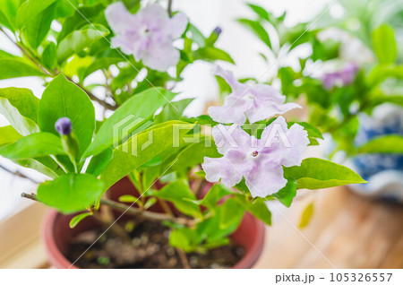 鉢植えのニオイバンマツリ 鉢植えのニオイバンマツリ 105326557
