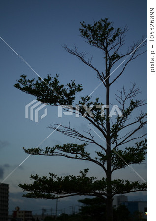 親水公園の木 親水公園の木 105326899