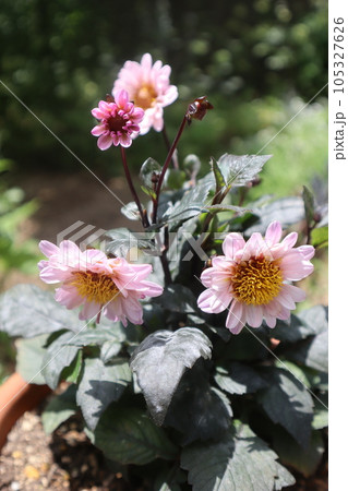 プチダリアハミングブロンズトレゾラのかわいい花 105327626