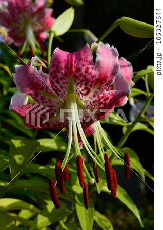 カノコユリ(鹿の子百合) カノコユリ(鹿の子百合) 105327644